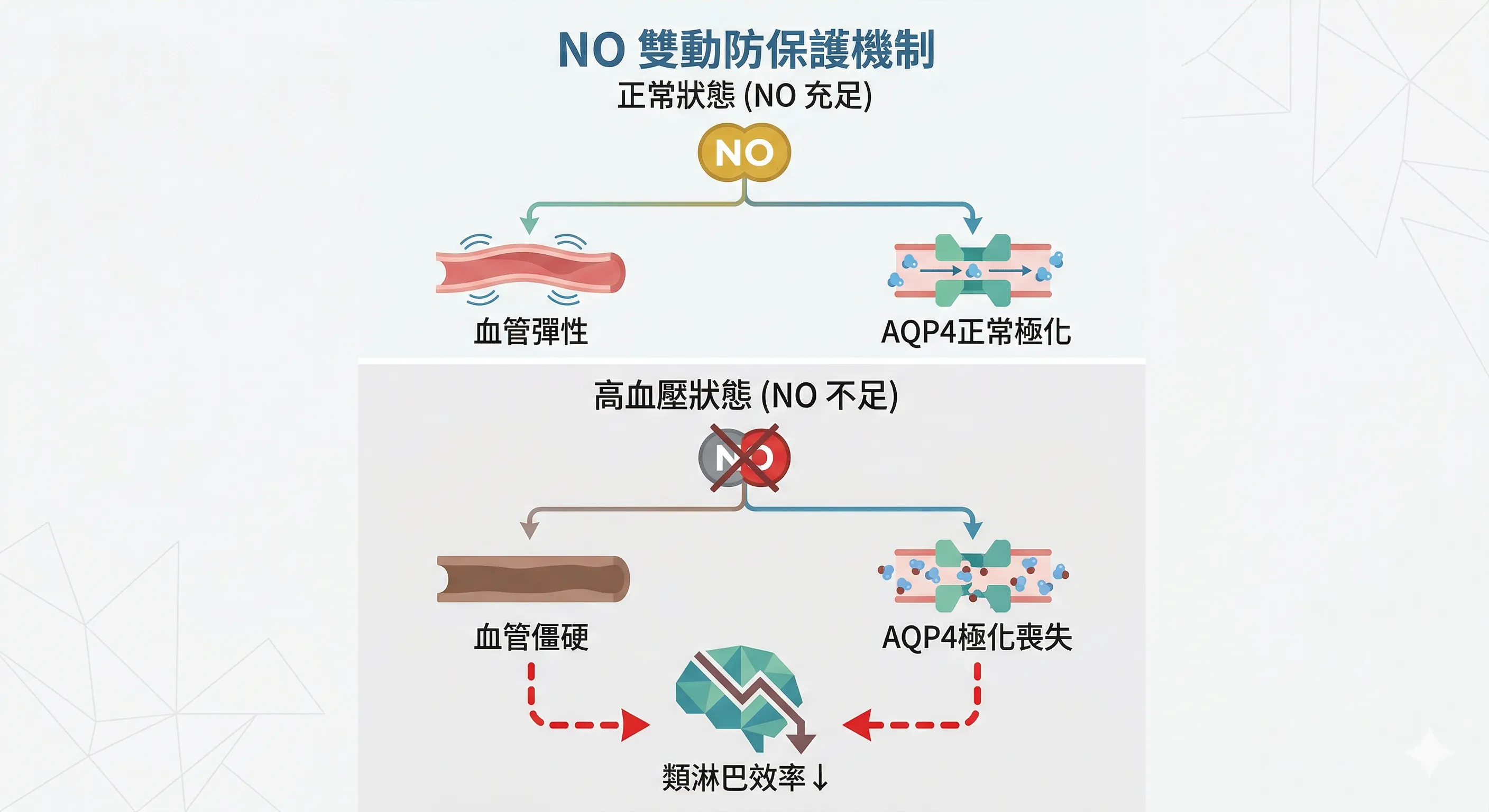 一氧化氮保護機制