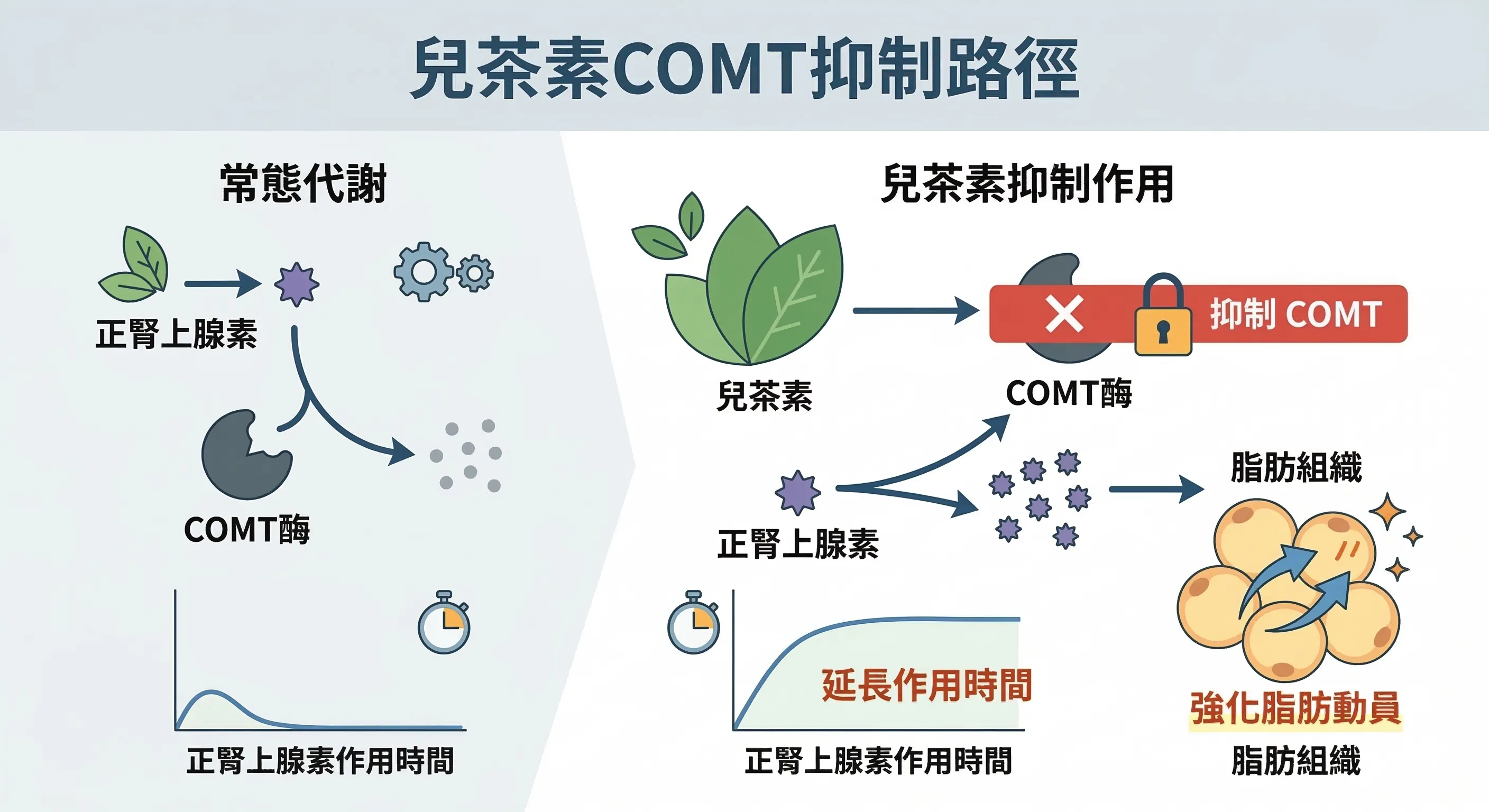 兒茶素COMT抑制路徑