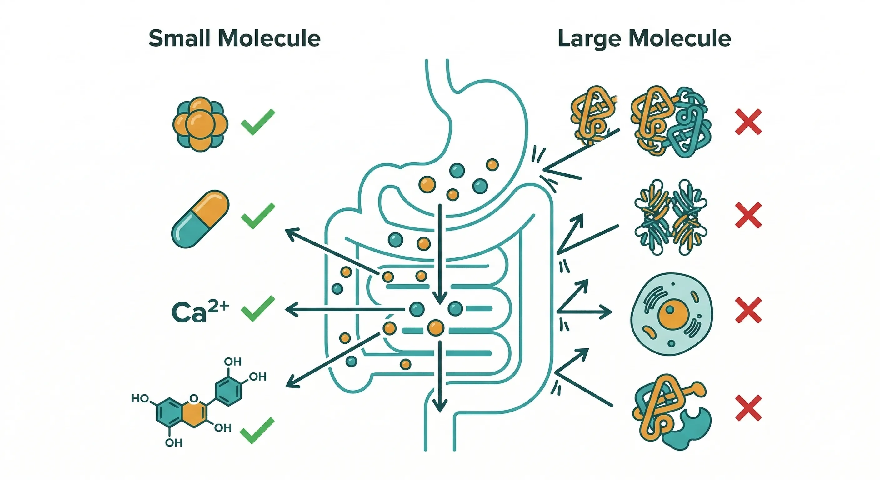 可吸收VS不可吸收成分