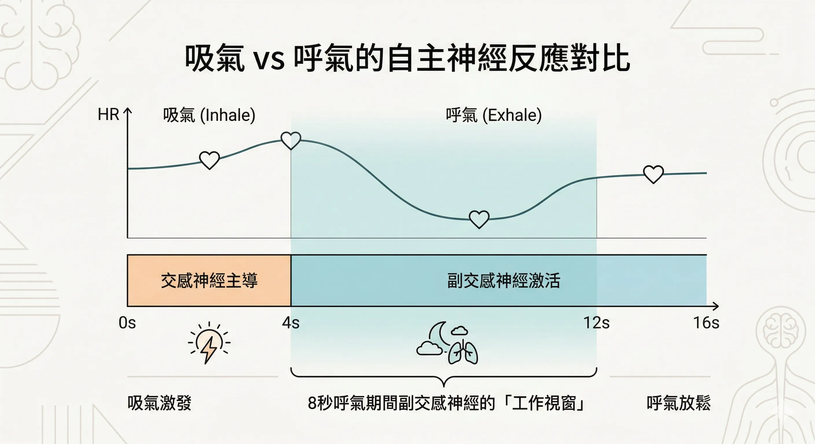 吸氣VS呼氣自主神經反應