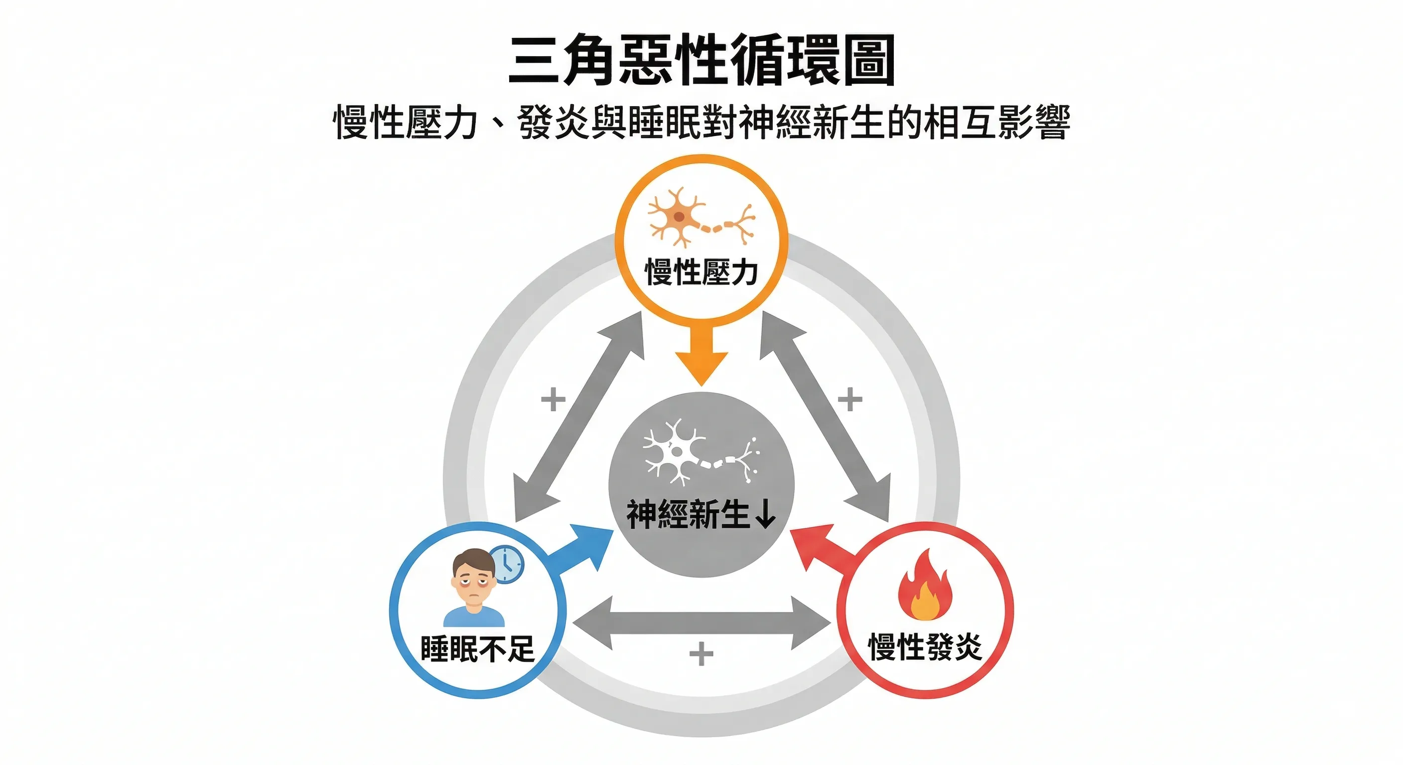 壓力發炎睡眠形成惡性循環