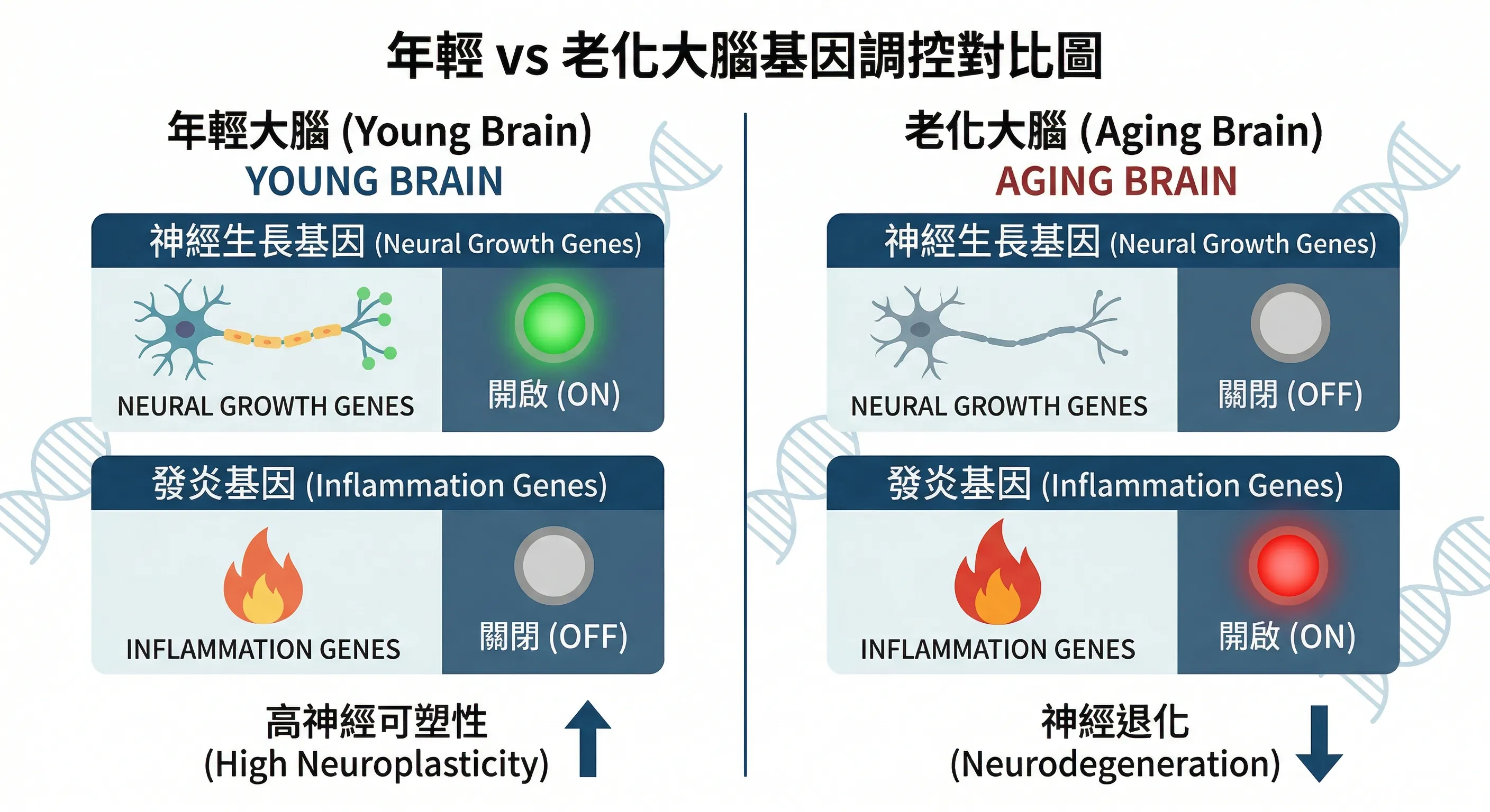大腦從生長模式到發炎模式