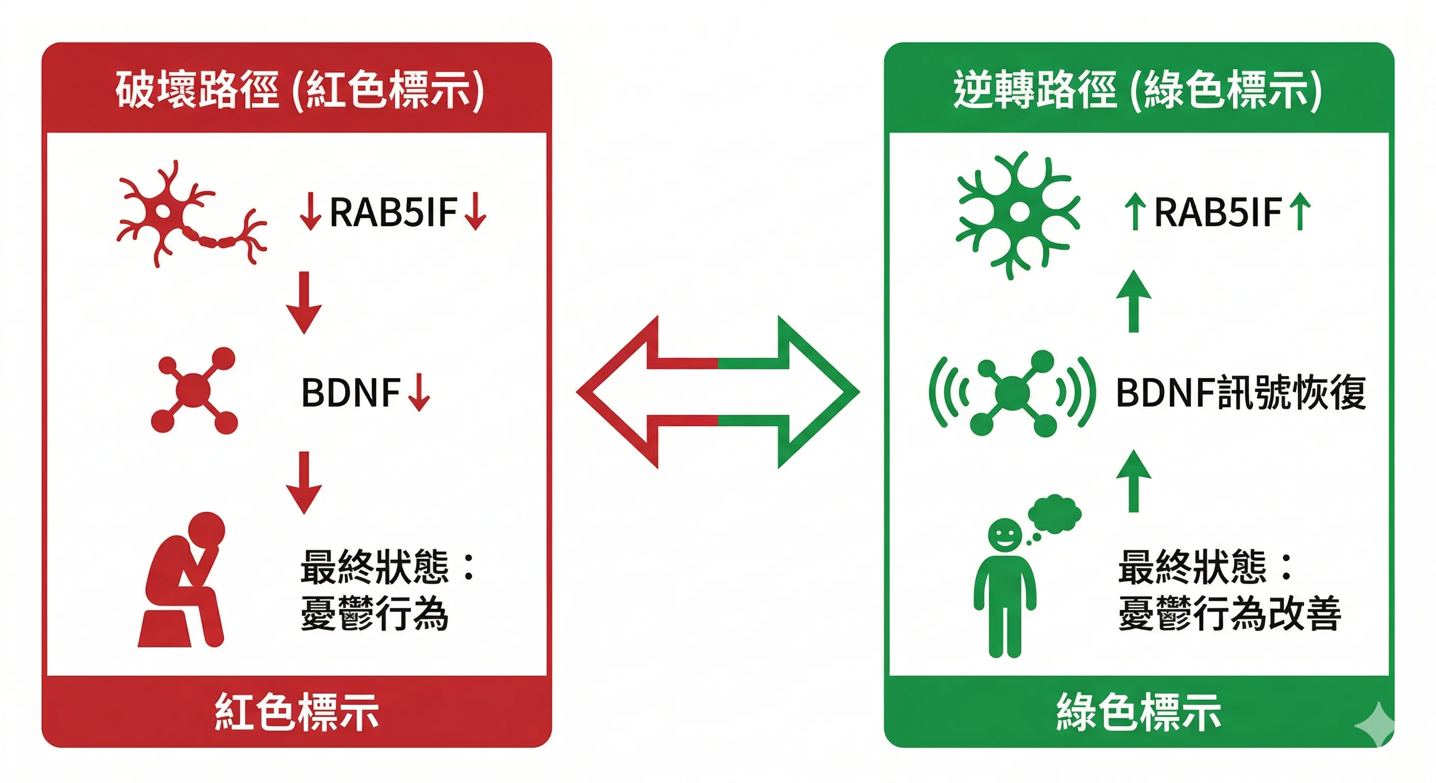 憂鬱行為損傷修護路徑