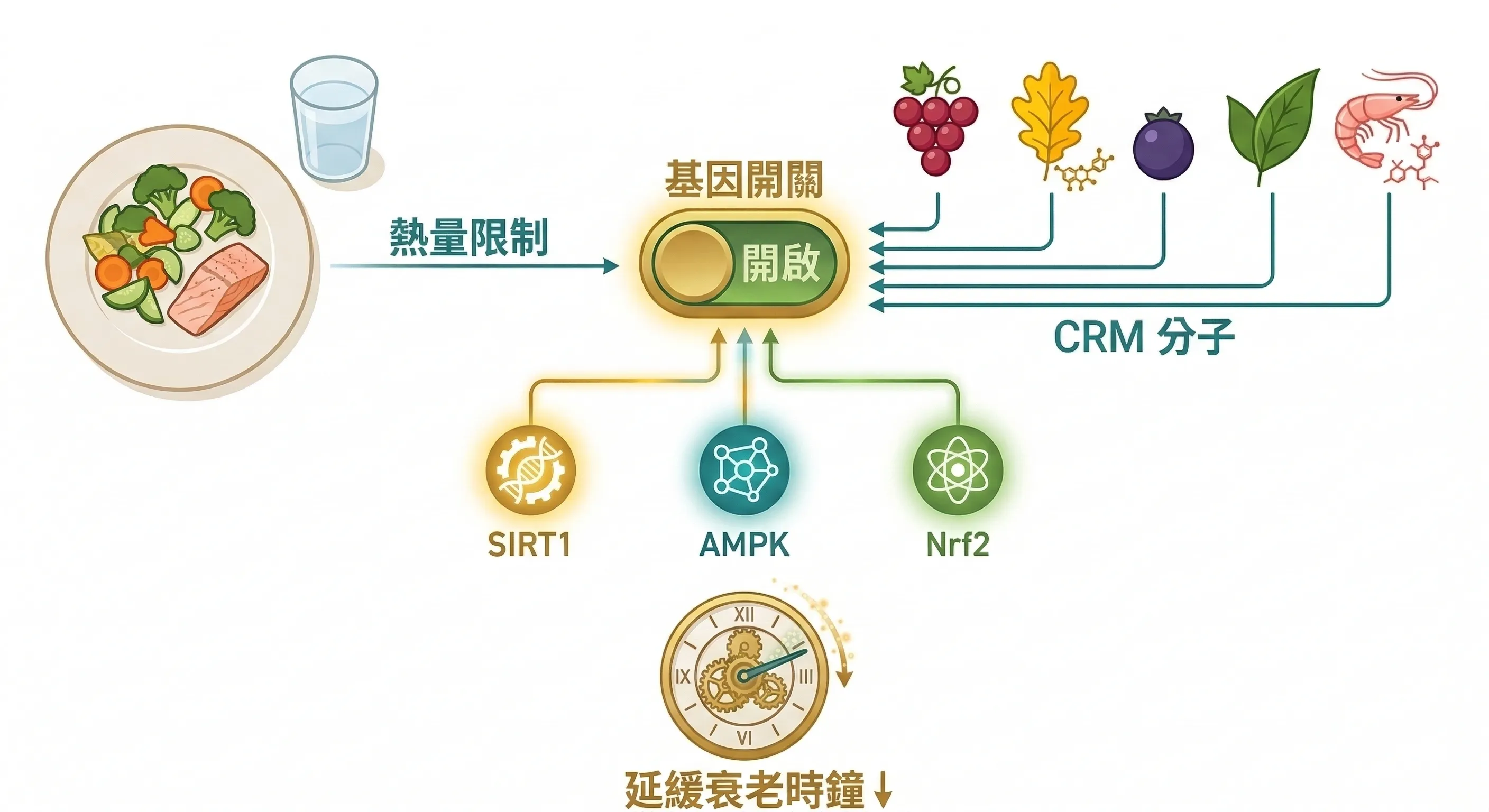 植化素模擬熱量限制