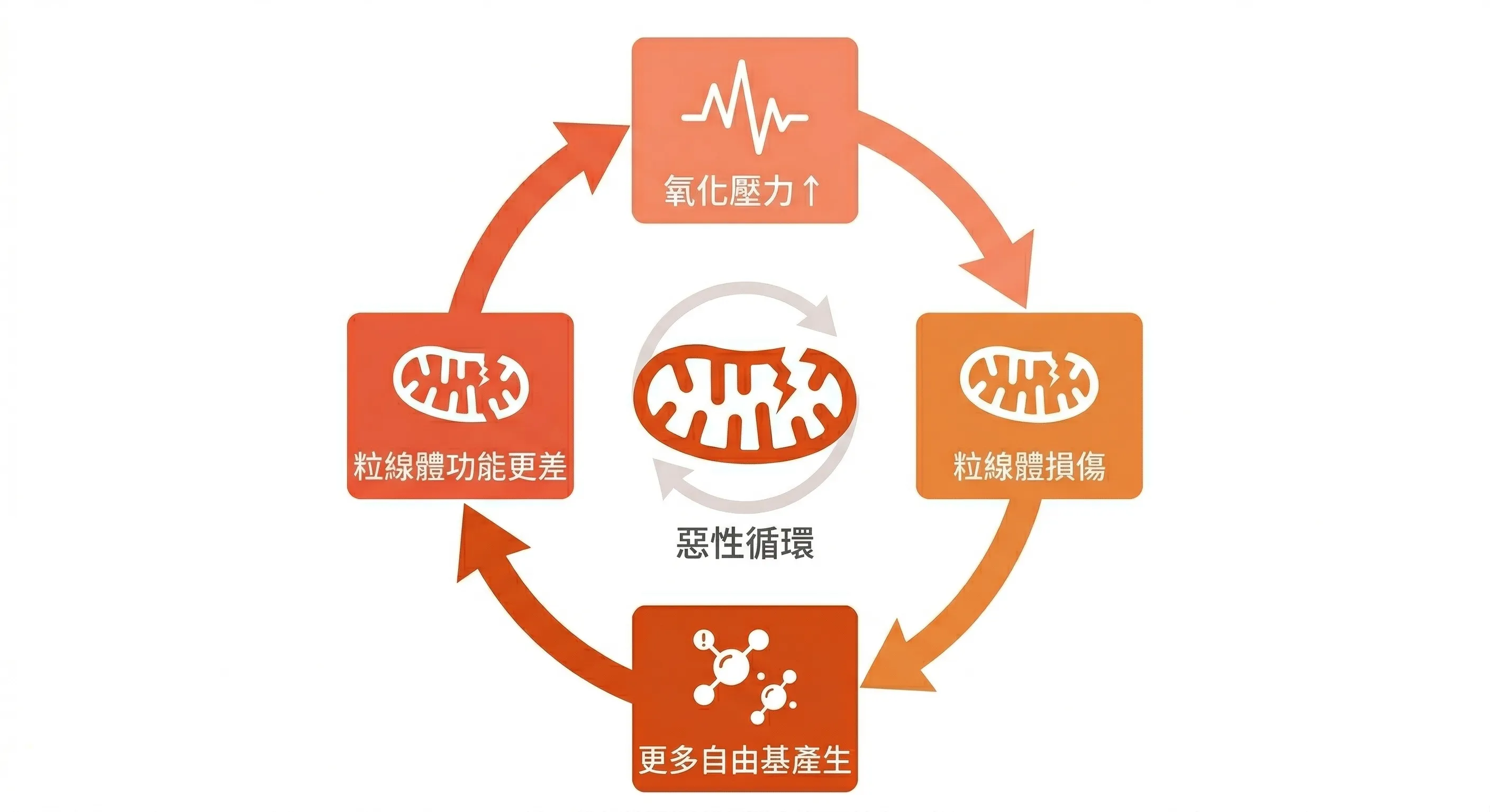 氧化壓力與粒線體損傷互相強化