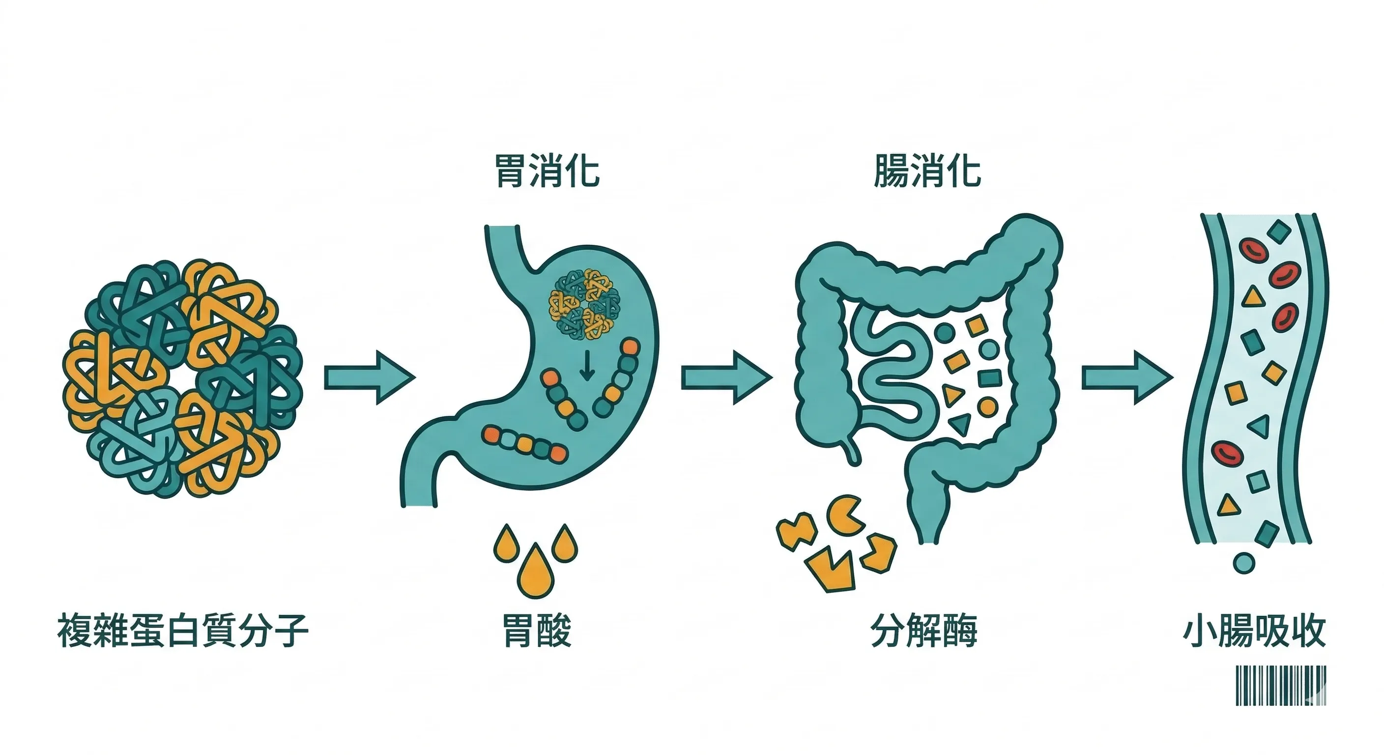 消化系統蛋白質分解