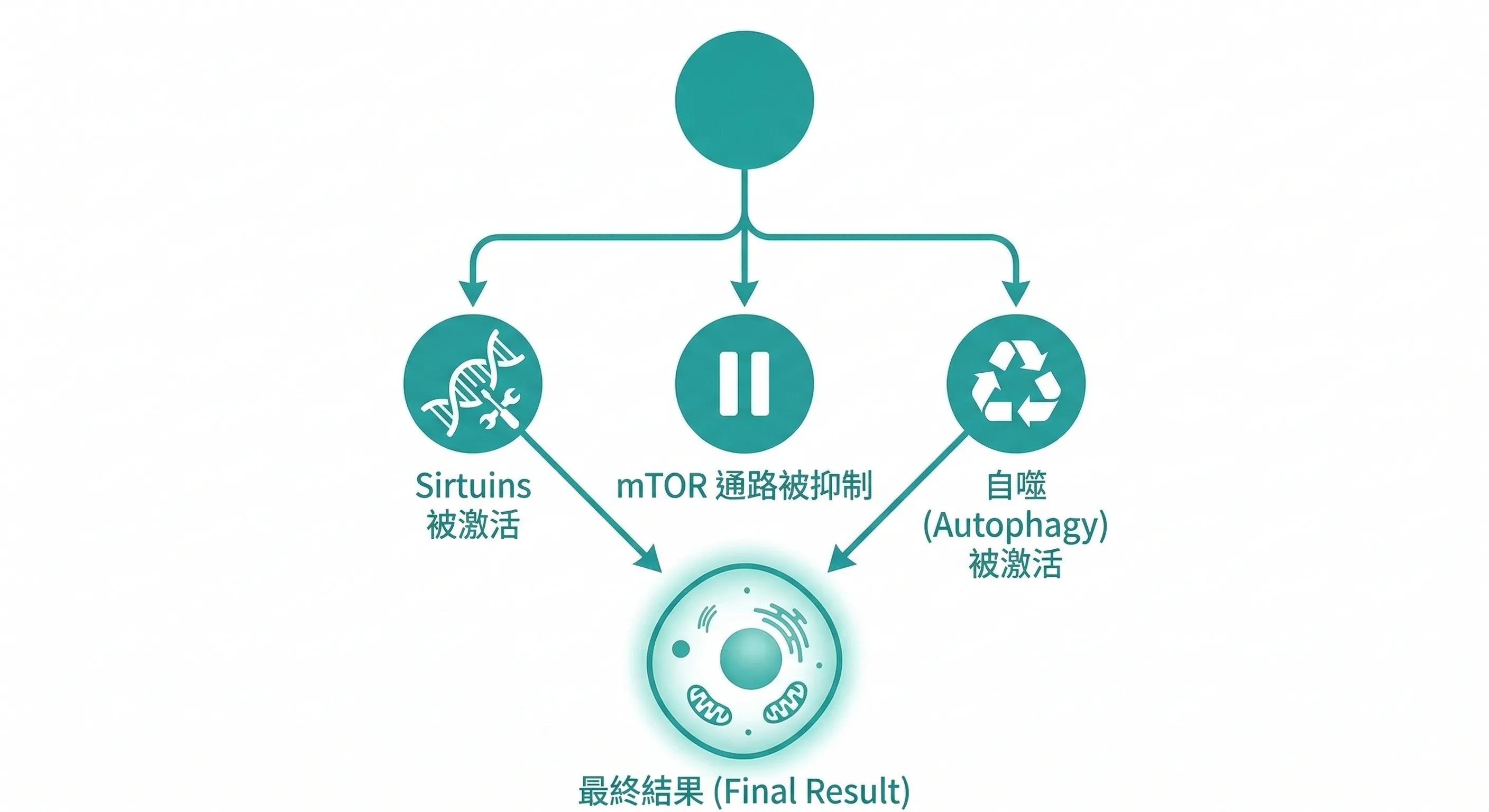 熱量限制啟動細胞修復的三條路徑