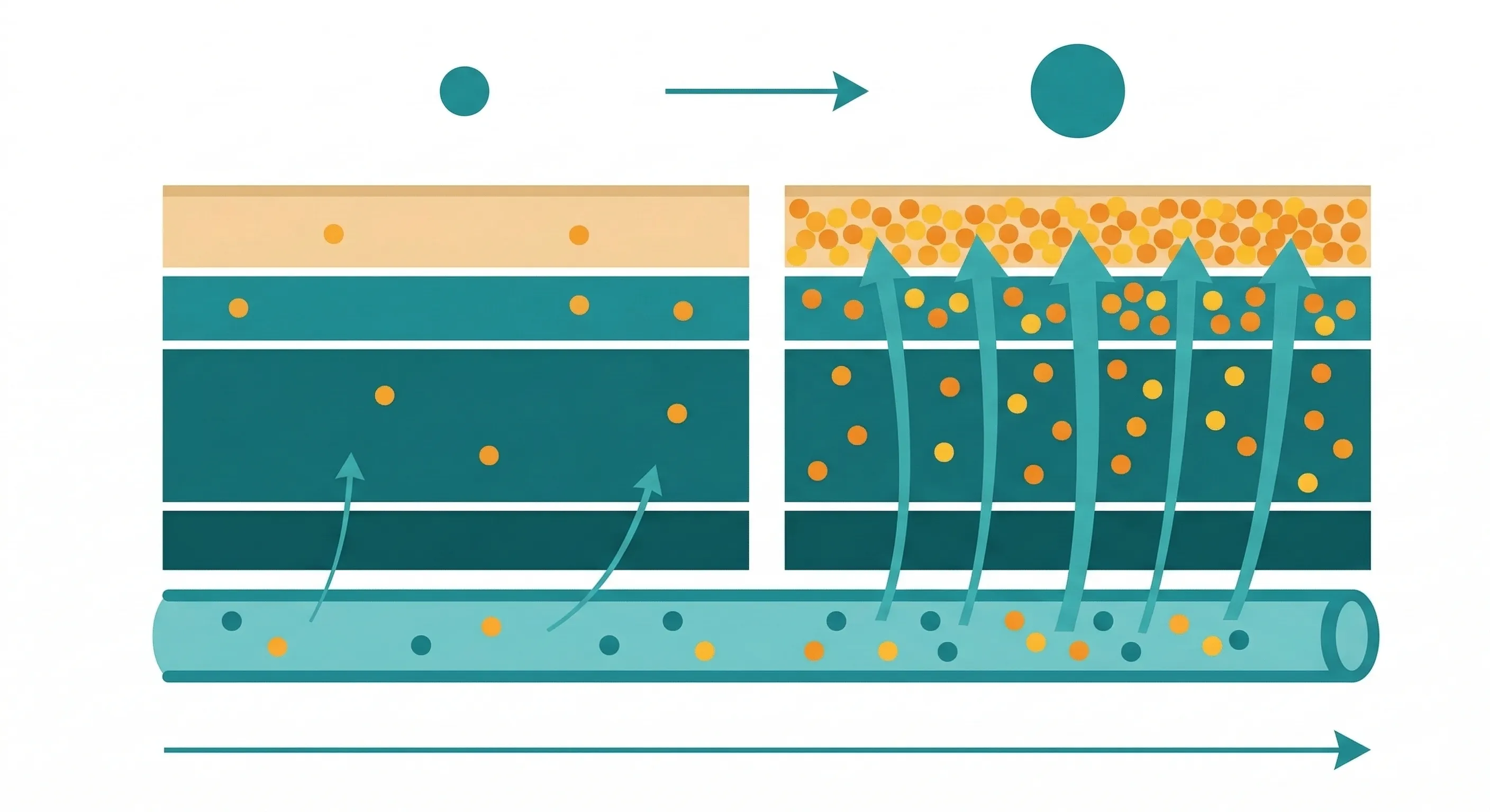 皮膚類胡蘿蔔素儲存