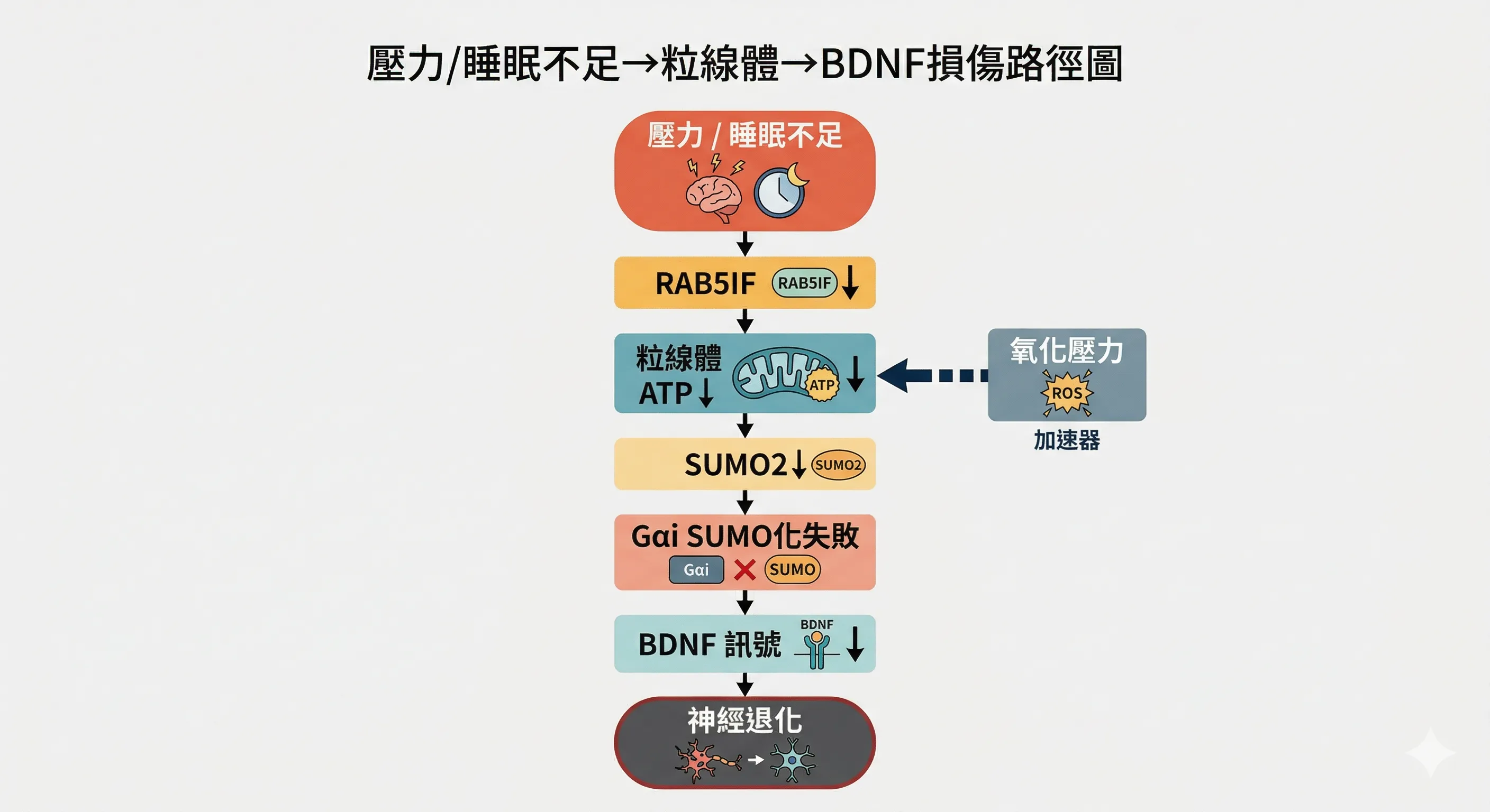 睡眠不足到粒線體損傷到BDNF神經訊號