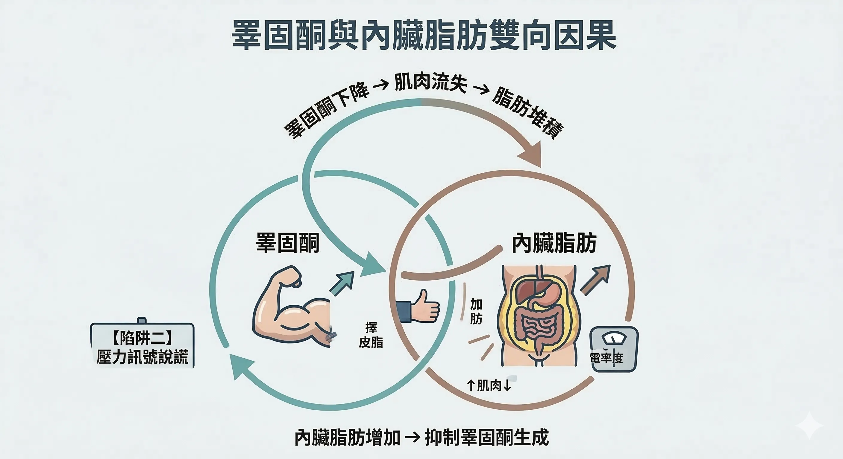 睪固酮與內臟脂肪雙向因果