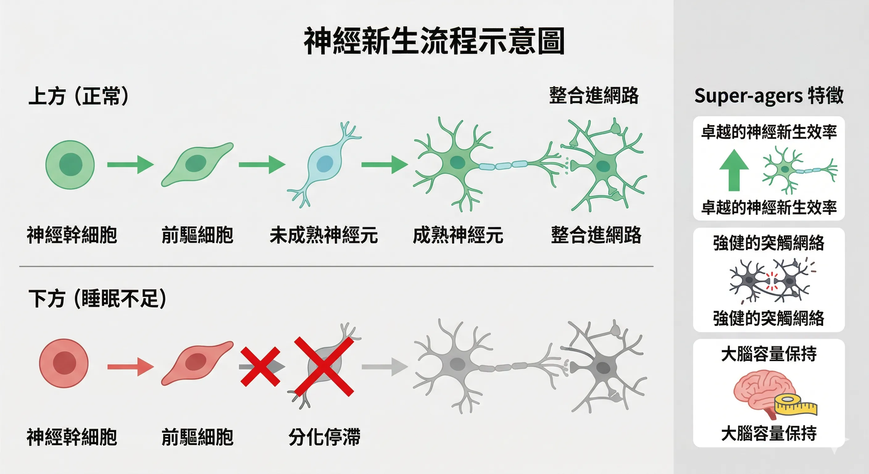 神經新生流程圖