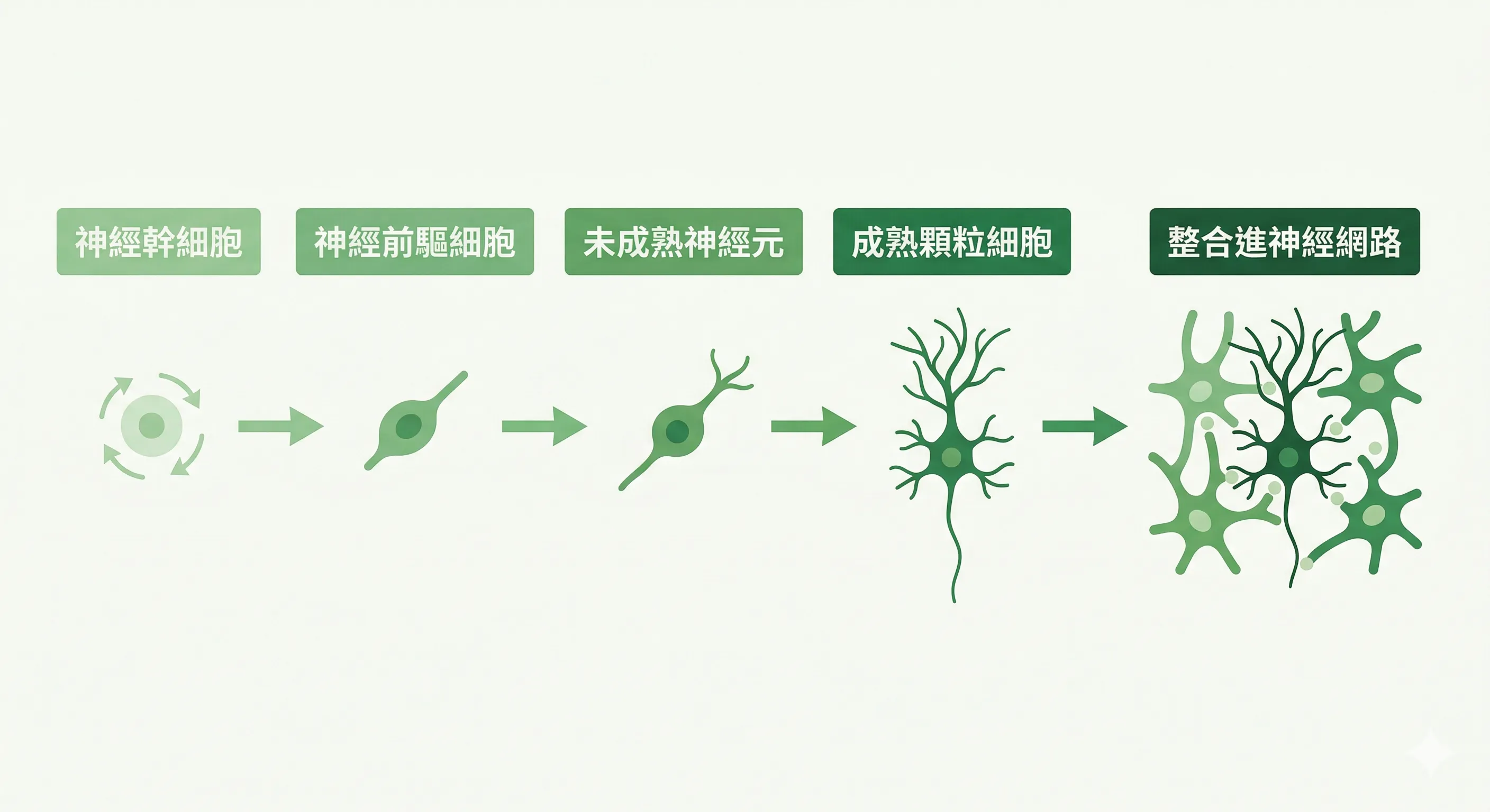 神經生長與可塑性