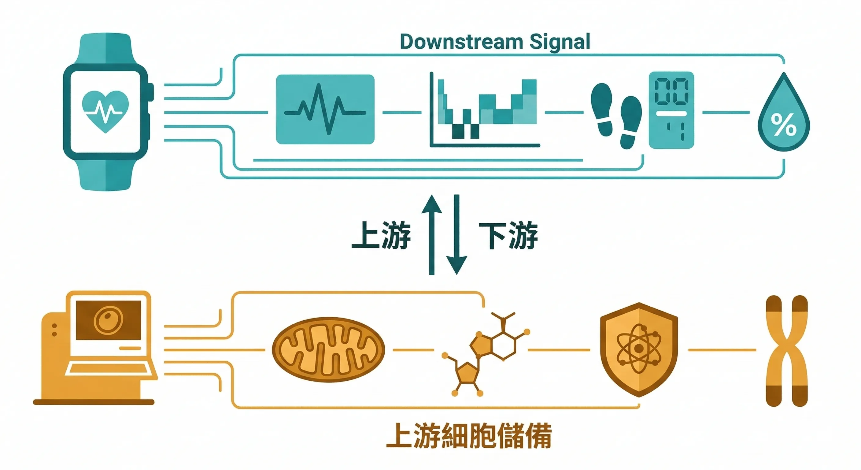 穿戴裝置量測層次