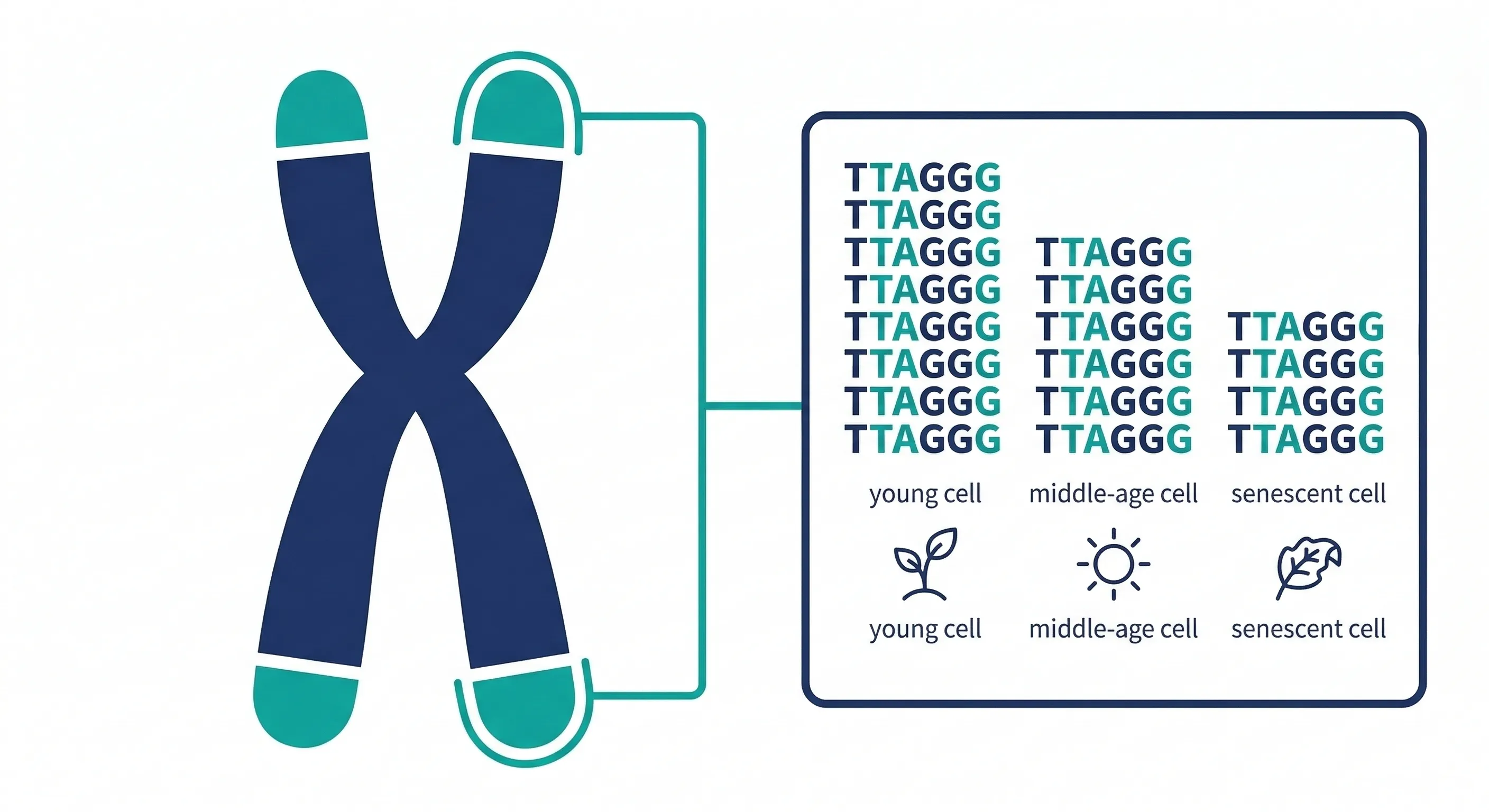 端粒保護染色體末端