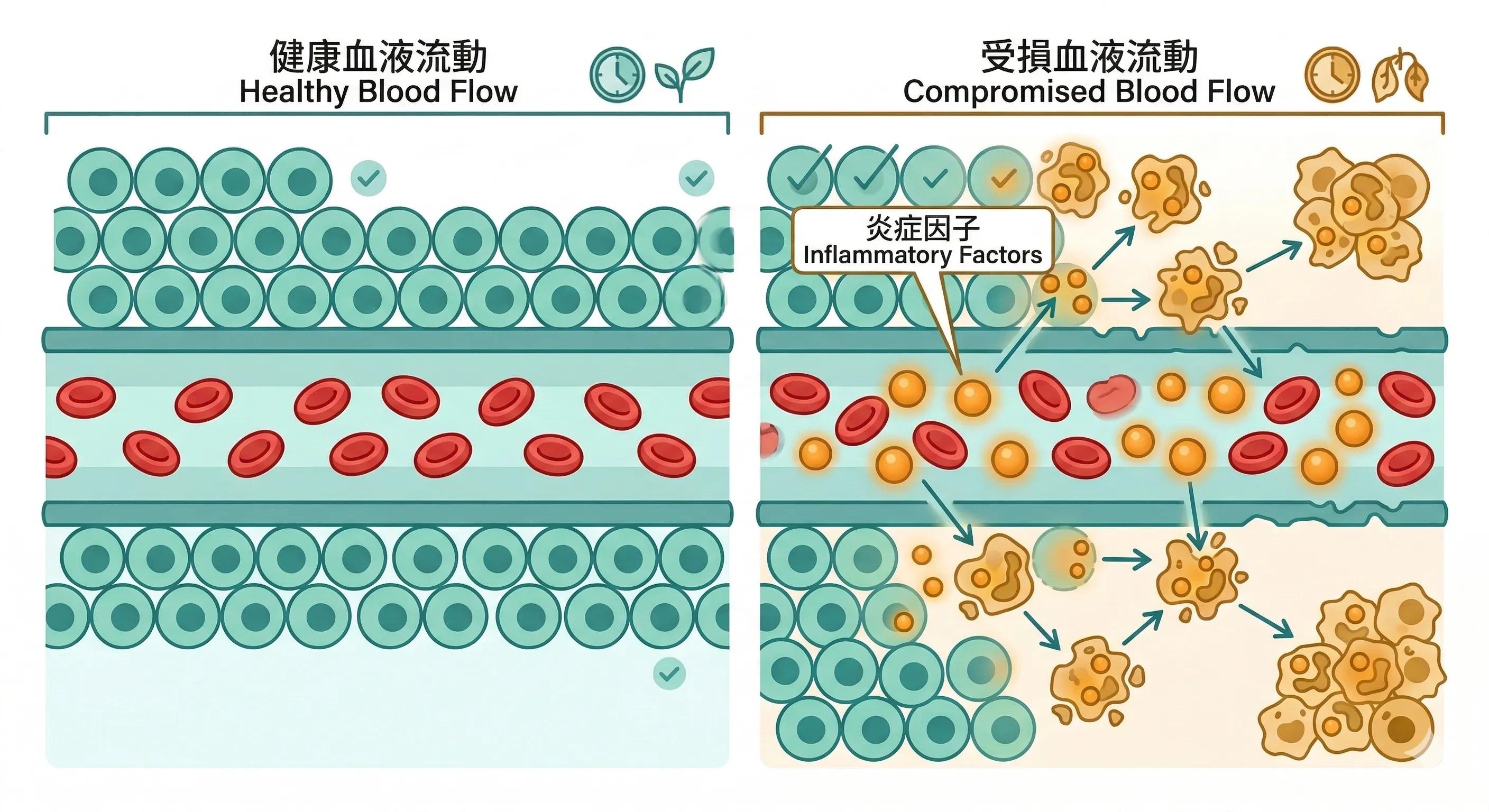 老血中的SASP因子與全身性慢性發炎