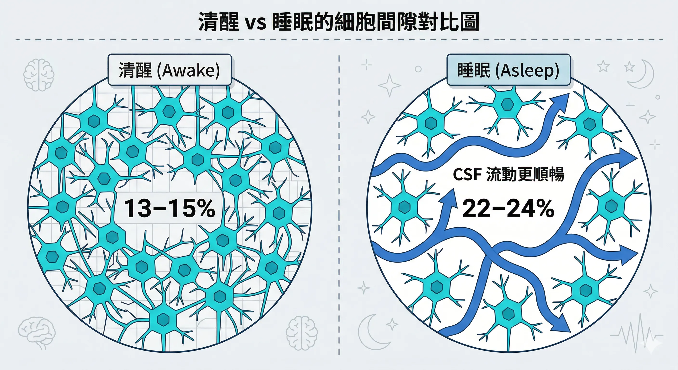 腦細胞清醒睡眠間隙圖
