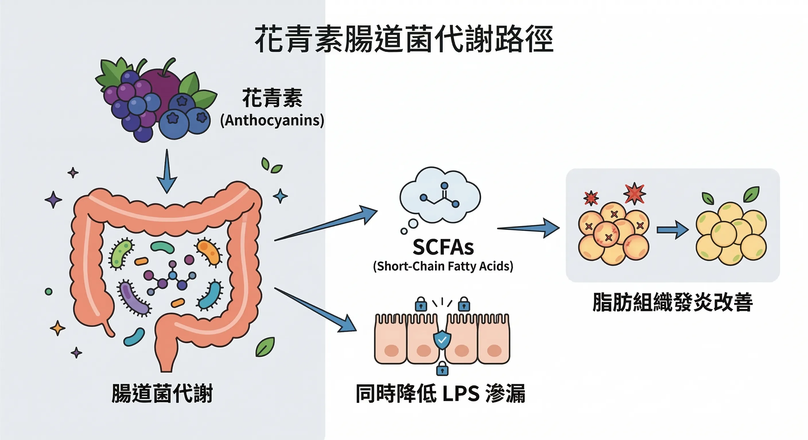 花青素腸道菌代謝路徑