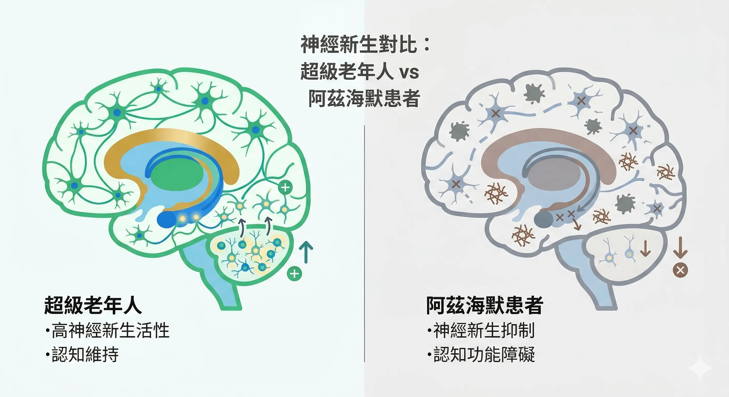 超級老年人與阿茲海默患者神經新生活性對比