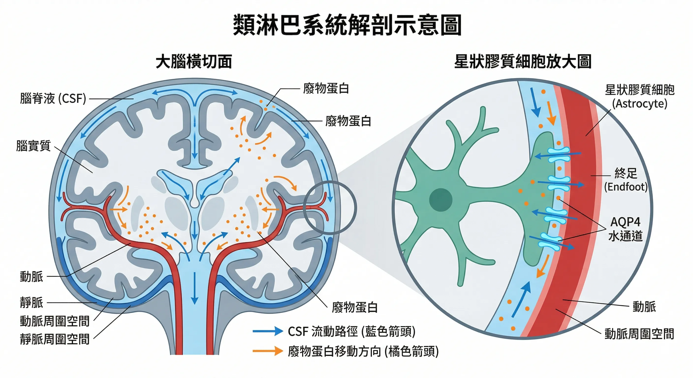 類淋巴系統解剖圖