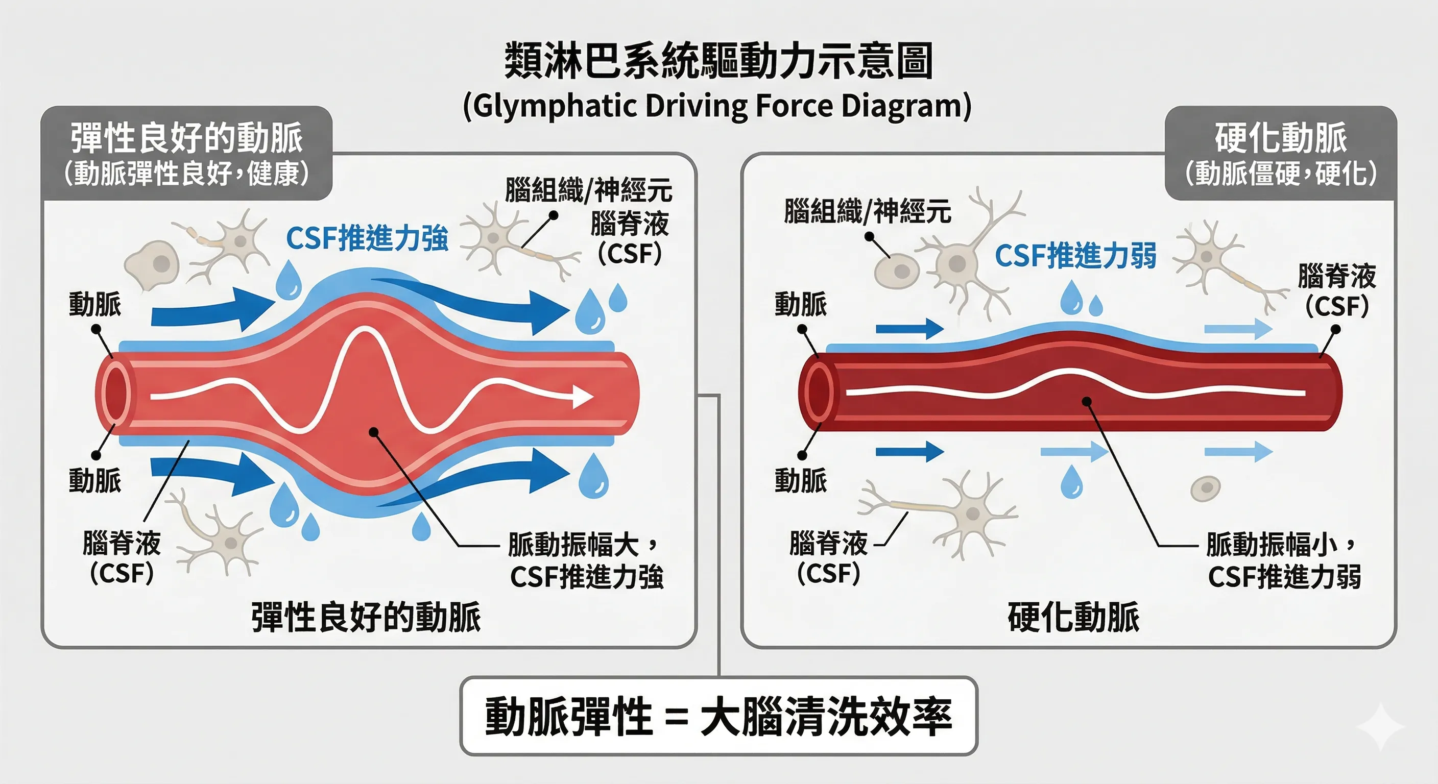 類淋巴系統驅動力