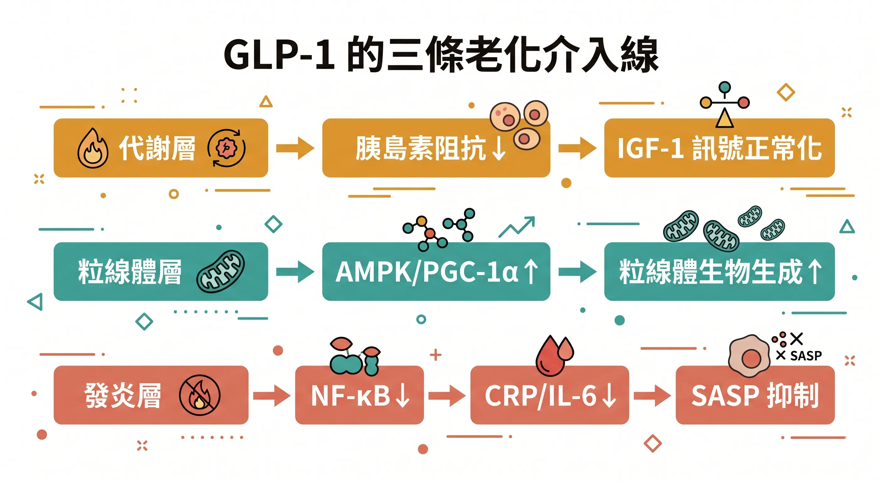 GLP-1三條老化介入線