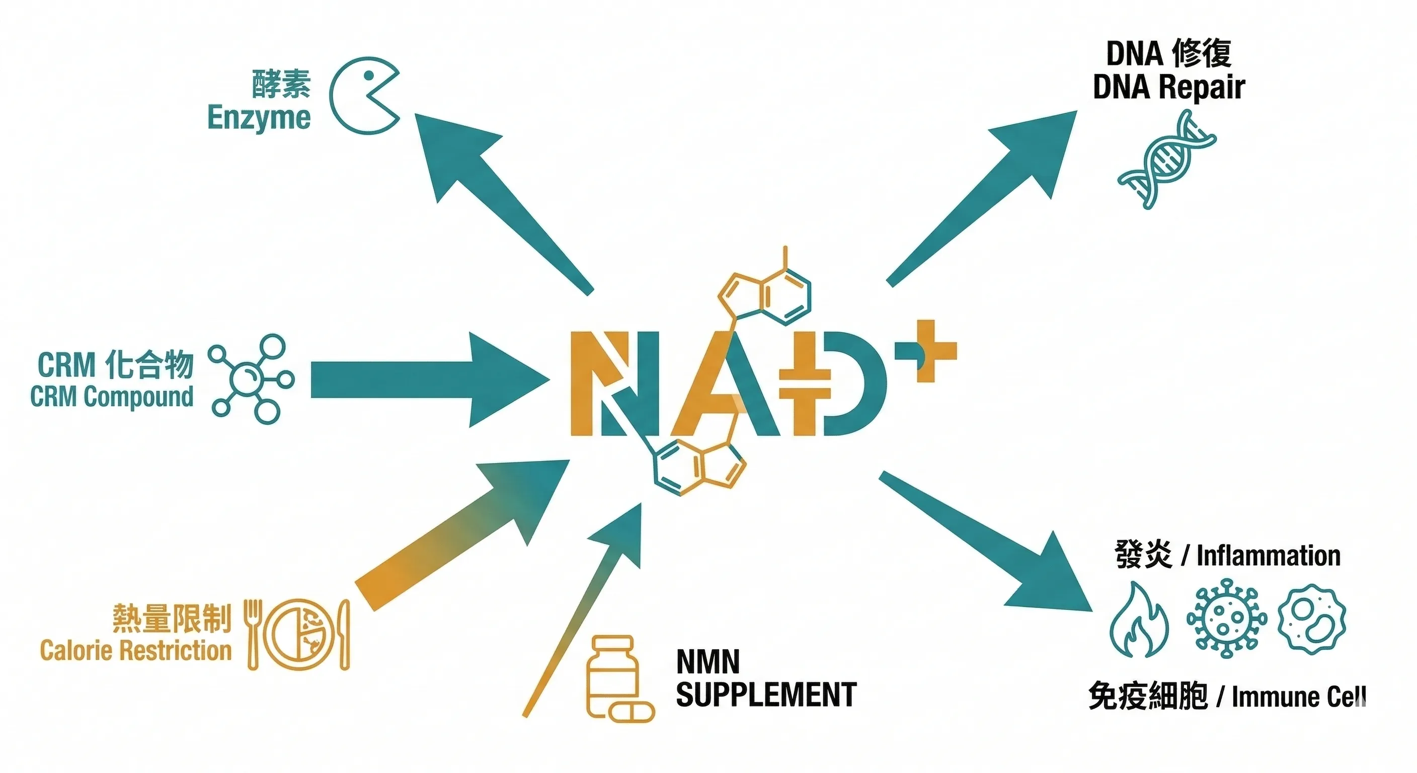 NAD+消耗來源與介入策略
