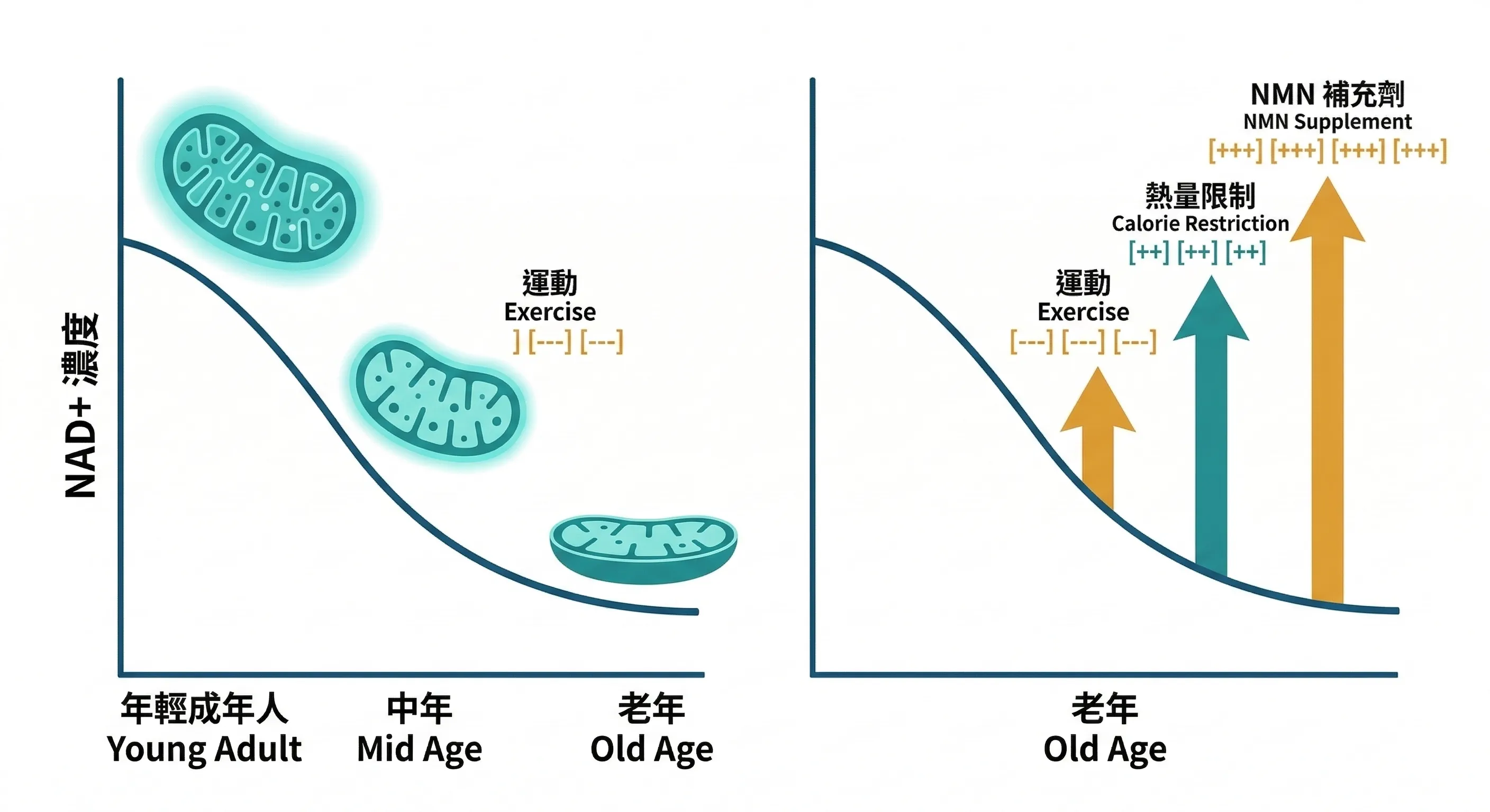 NAD+隨年齡下降與補充策略