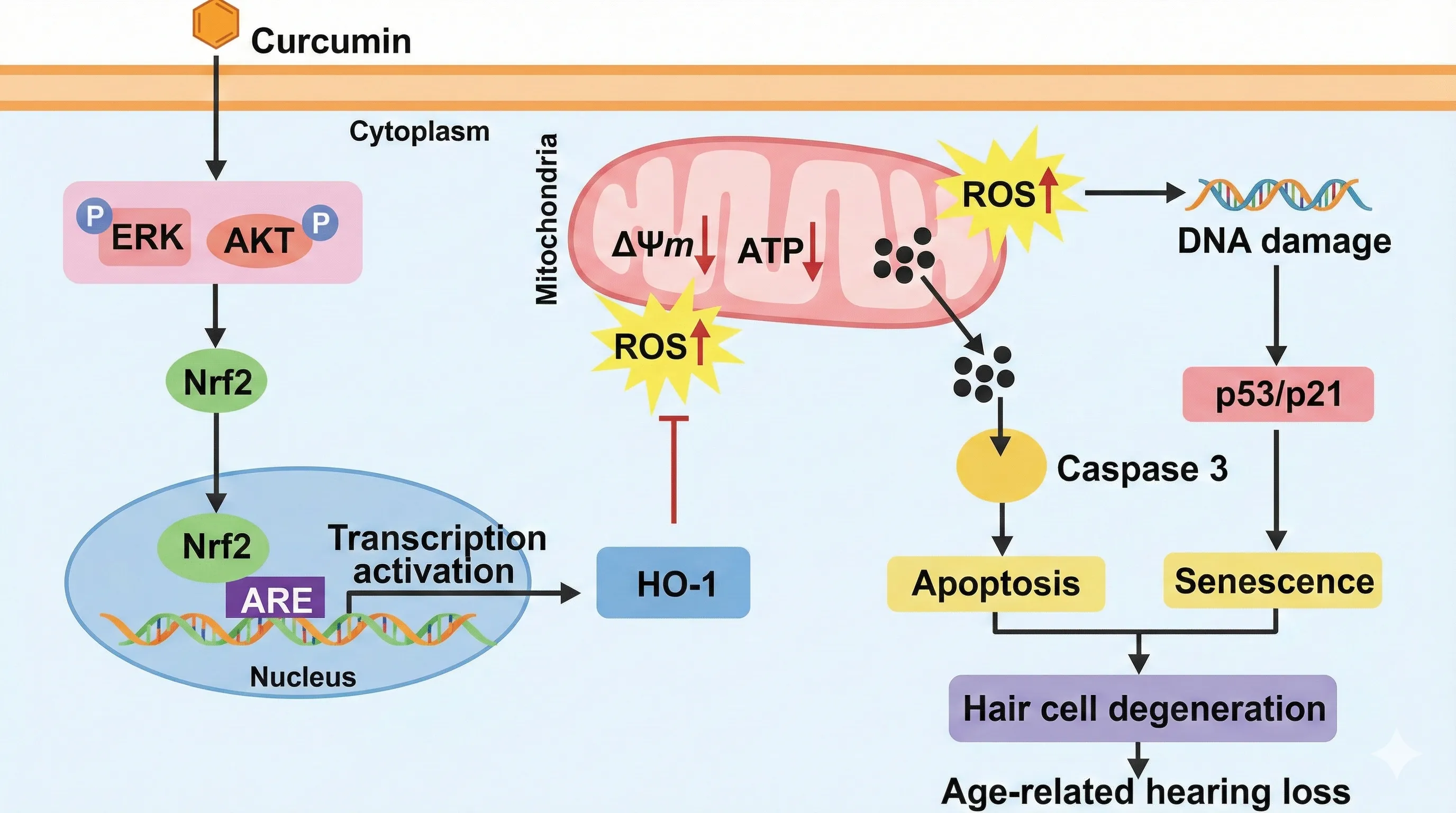 Nrf2訊號通路