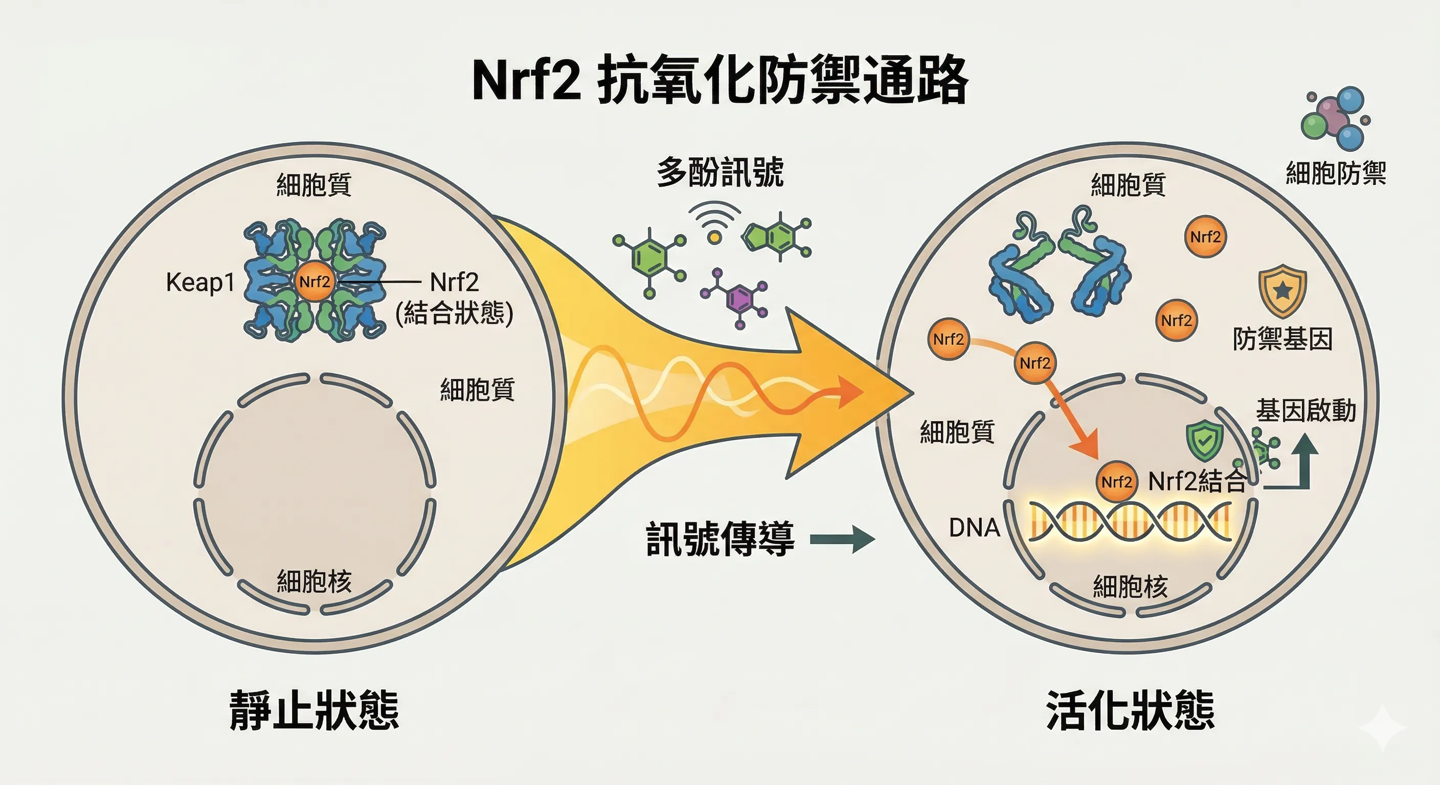Nrf2開關
