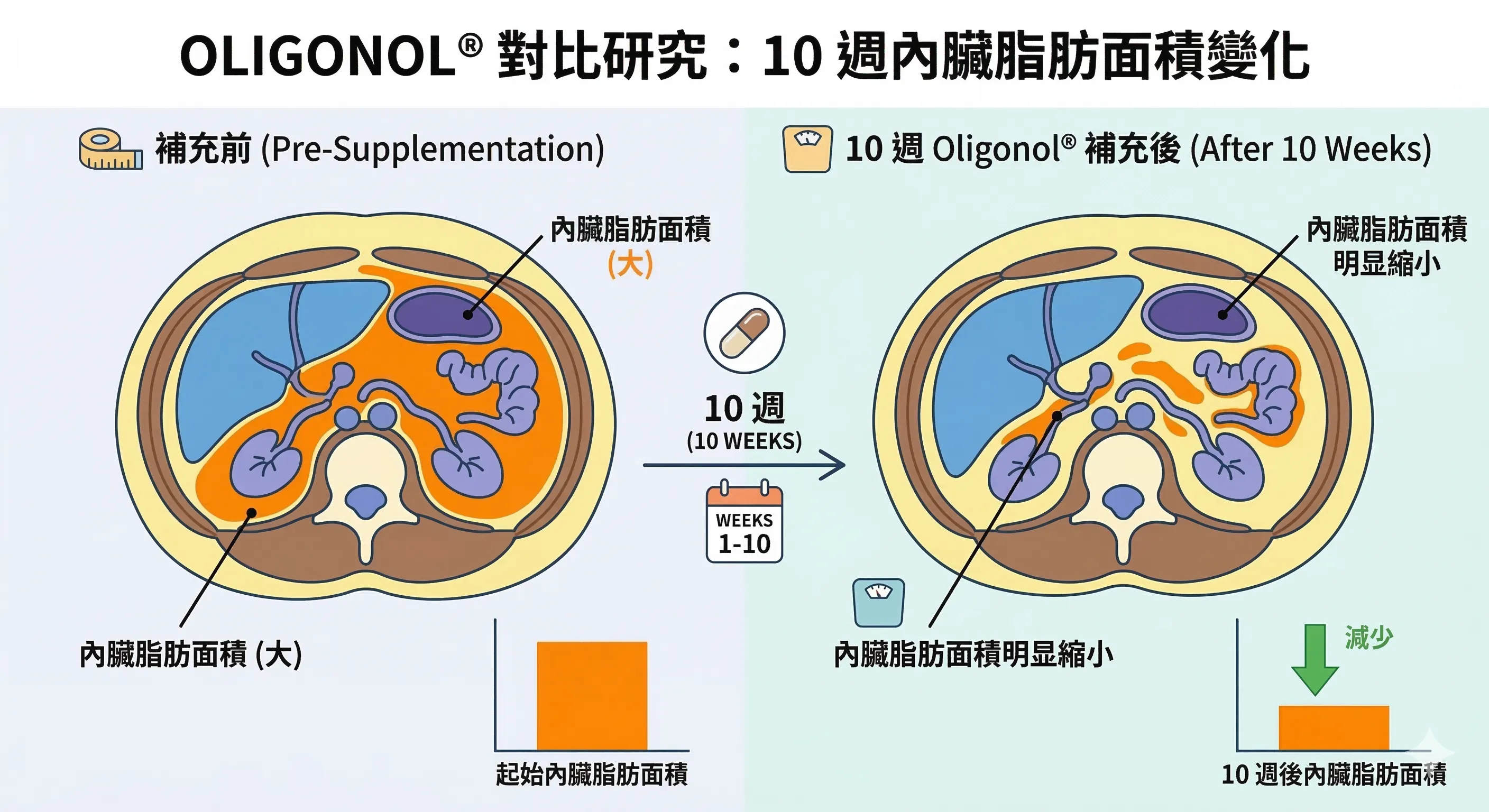 Oligonol腹部CT對比