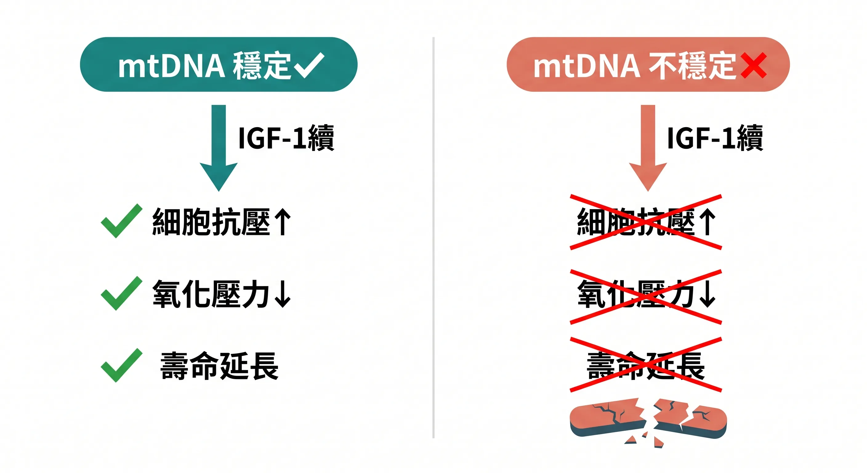 mtDNA穩定